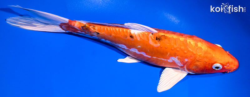 11.5" HEISEI NISHIKI