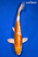 11.5" KIKUSUI