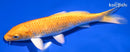 6.75" ORENJI OGON