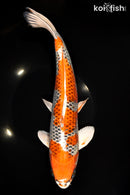 14" KUJAKU
