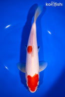 9.75" KOHAKU