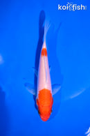 5" KOHAKU