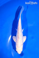 6" GINRIN PLATINUM OGON
