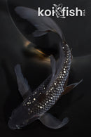 6.75" GINRIN OCHIBA SHIGURE BUTTERFLY