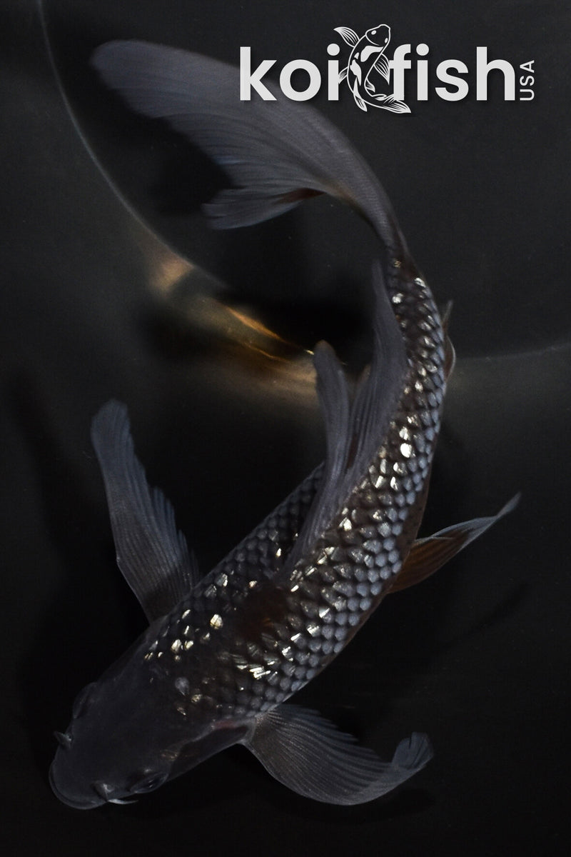 6.75" GINRIN OCHIBA SHIGURE BUTTERFLY