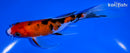 6.25" SANKE BUTTERFLY