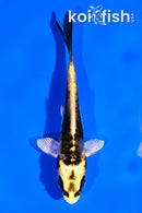 4" ARAGOKE KIN KIKOKURYU