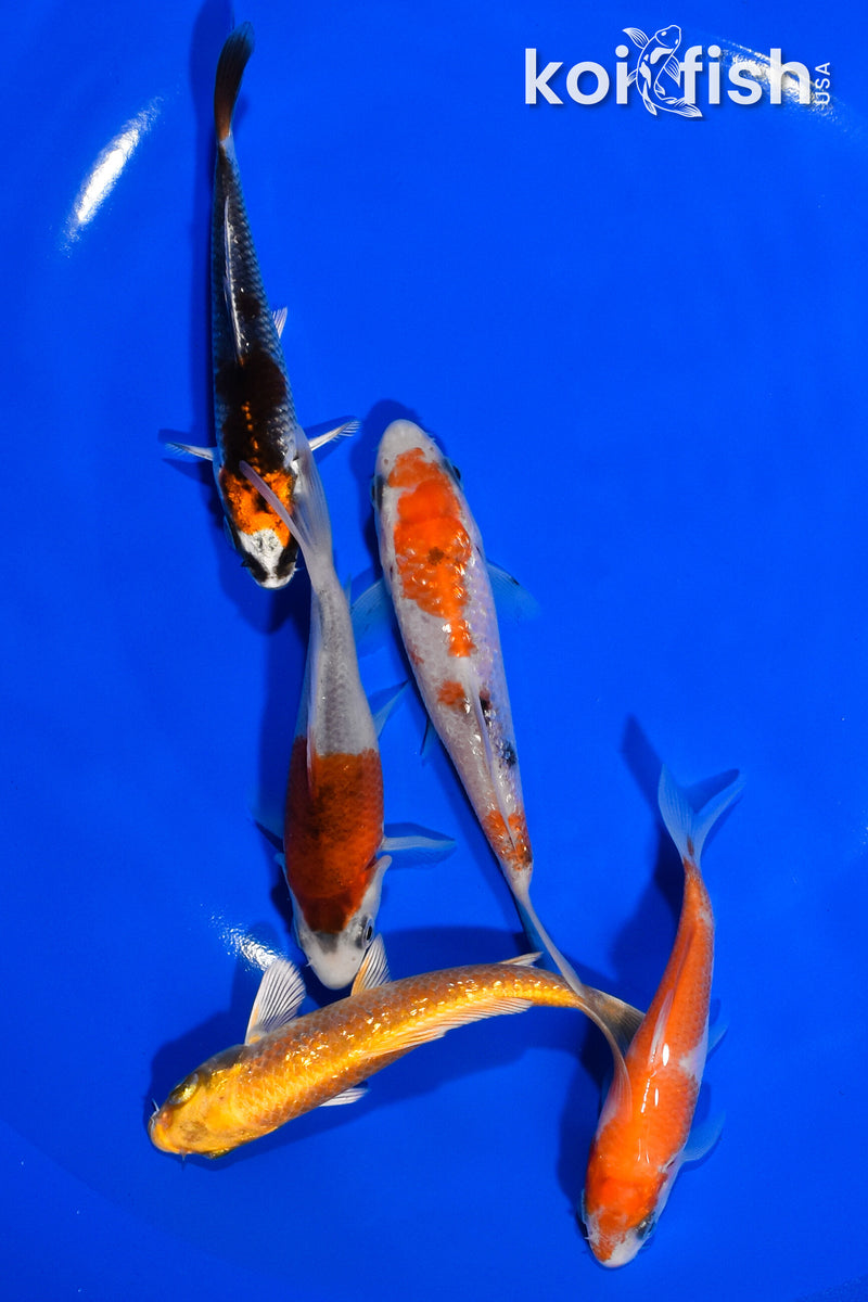 PACK OF (5) 3.5"- 4" STANDARD KOI