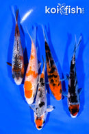 PACK OF (5) 3.75-4" MIXED STANDARD KOI