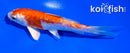 4.5" ARAGOKE KIKUSUI