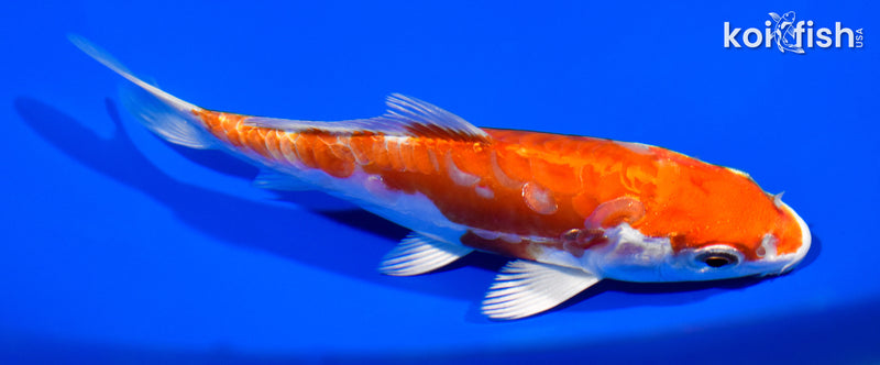 5" KIKUSUI