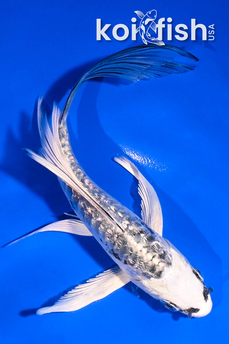 4.5" GINRIN ARAGOKE KIKOKURYU BUTTERFLY