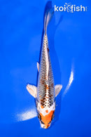 5.5" KUJAKU