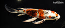 10.75" KUJAKU BUTTERFLY