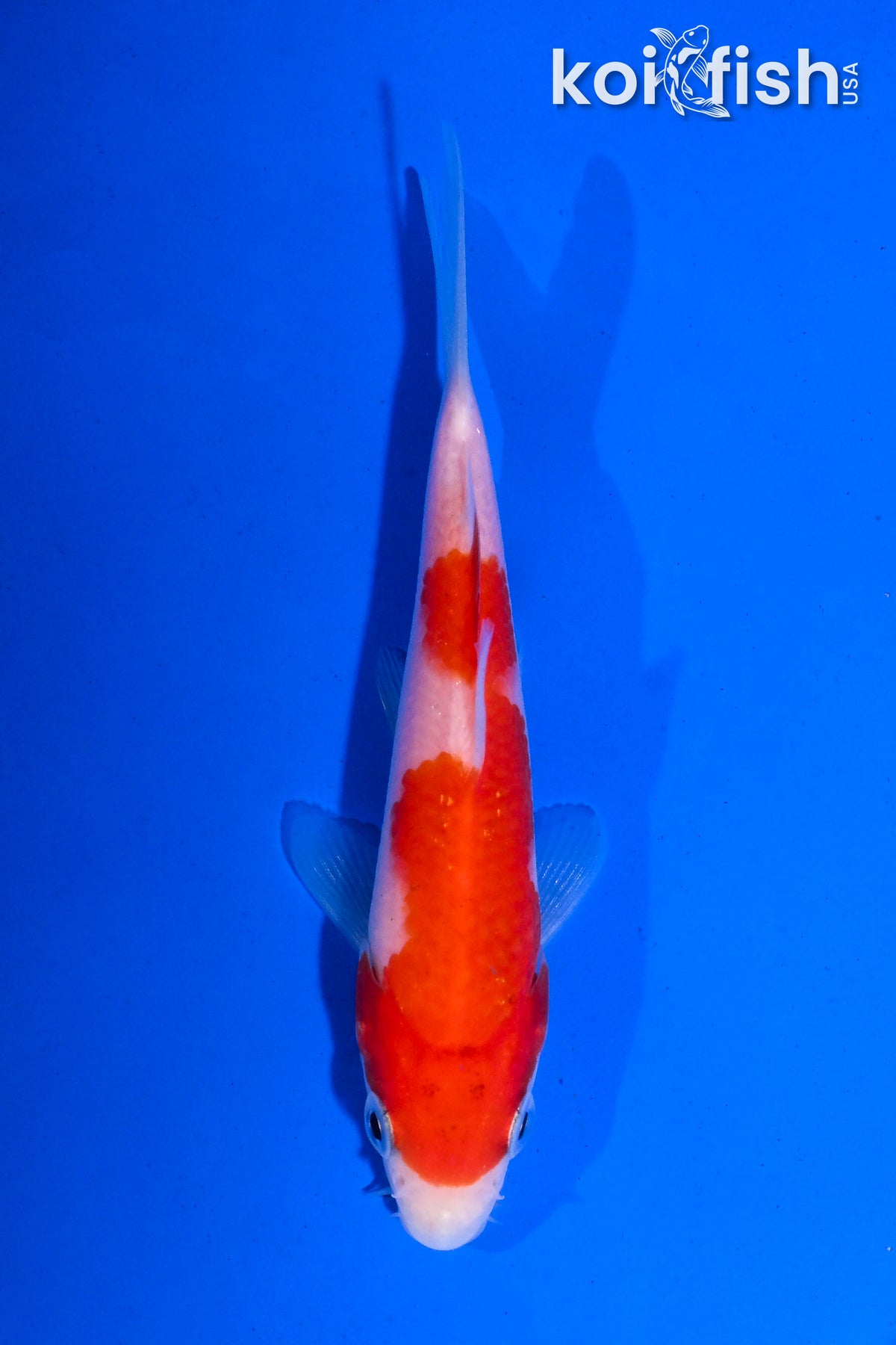 4.5