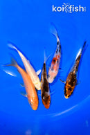 PACK OF (5) 3.75-4" MIXED STANDARD KOI