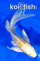 5.75" KUJAKU BUTTERFLY