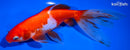 7" WATOANI GOLDFISH