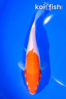 6.5" KOHAKU