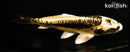 5.75" KIN KIKOKURYU