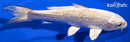 5.75" GINRIN GIN MATSUBA