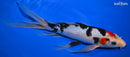 10.25" SANKE BUTTERFLY