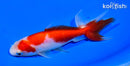 5.5" SARASA WATONAI GOLDFISH