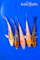PACK OF (5) 4.5-4.75" STANDARD KOI