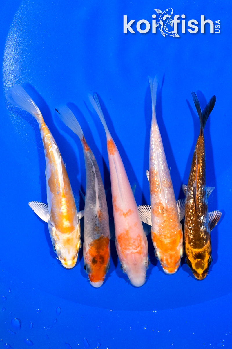 PACK OF (5) 4.5-4.75" STANDARD KOI