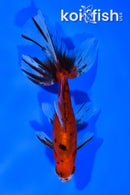 5.5" WATONAI GOLDFISH