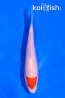 4" TANCHO KOHAKU