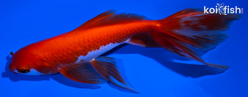 6" WATONAI GOLDFISH