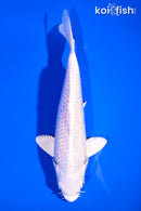 6.75" PLATINUM OGON