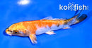 4" KIN SHOWA