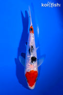 6.25" GINRIN SANKE