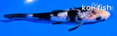 4" GINRIN SHIRO BEKKO