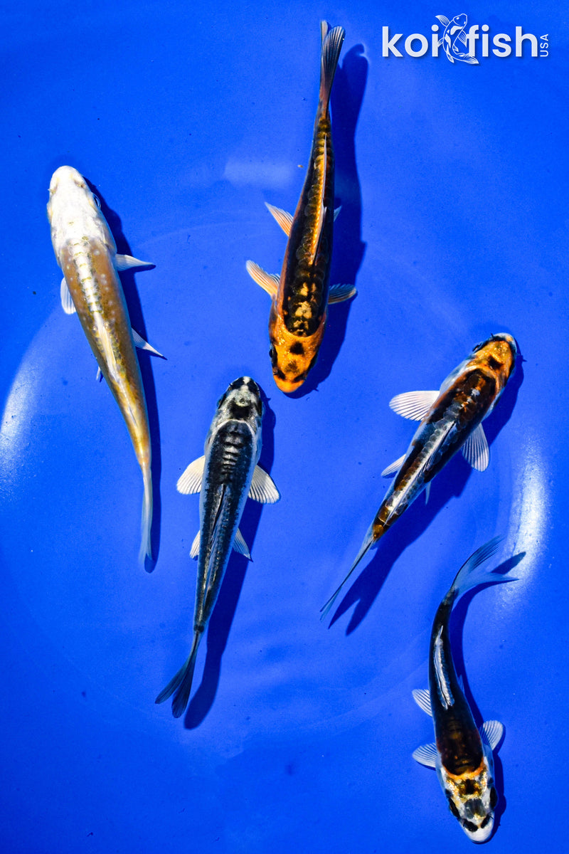 PACK OF (5) 3-4" STANDARD GHOST KOI