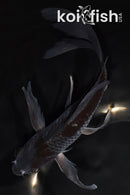 8.25" ARAGOKE OCHIBA SHIGURE BUTTERFLY