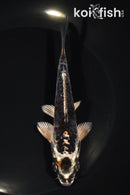 5.5" ARAGOKE BENI KIKOKURYU