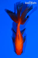 5" WATONAI GOLDFISH