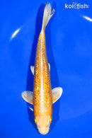 7.5" GINRIN YAMABUKI OGON