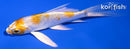 4" LEMON HARIWAKE BUTTERFLY