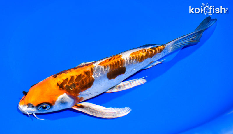 8" ARAGOKE BENI KIKOKURYU BUTTERFLY