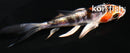 4" BENI KIKOKURYU BUTTERFLY
