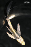 4.75" KIN KIKOKURYU BUTTERFLY