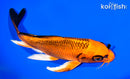 8" ORENJI MATSUBA BUTTERFLY