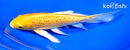 7.25" GINRIN YAMABUKI OGON BUTTERFLY