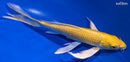 8.5" YAMABUKI OGON BUTTERFLY
