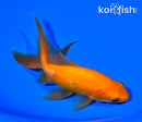 6" WATONAI GOLDFISH