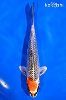 5.5" KUJAKU